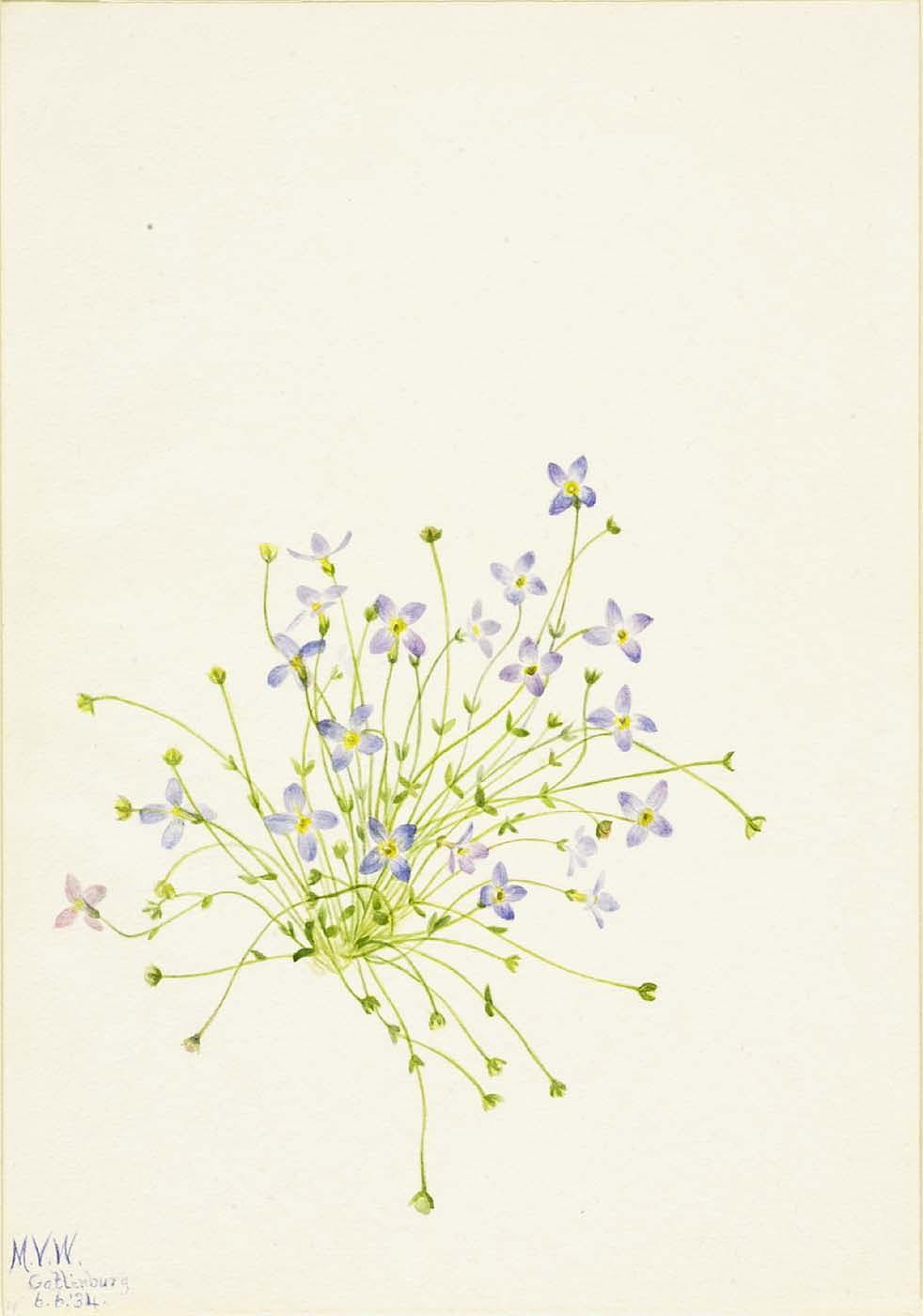 Bluets (houstonia Serpyllifolia) — Mary Morris Vaux Walcott