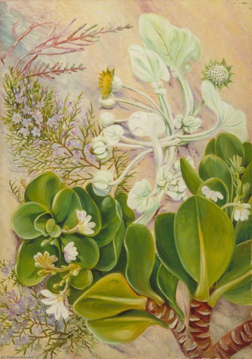 Plants Of The Sandy Shore At Port Alfred, South Africa — Marijana Nort