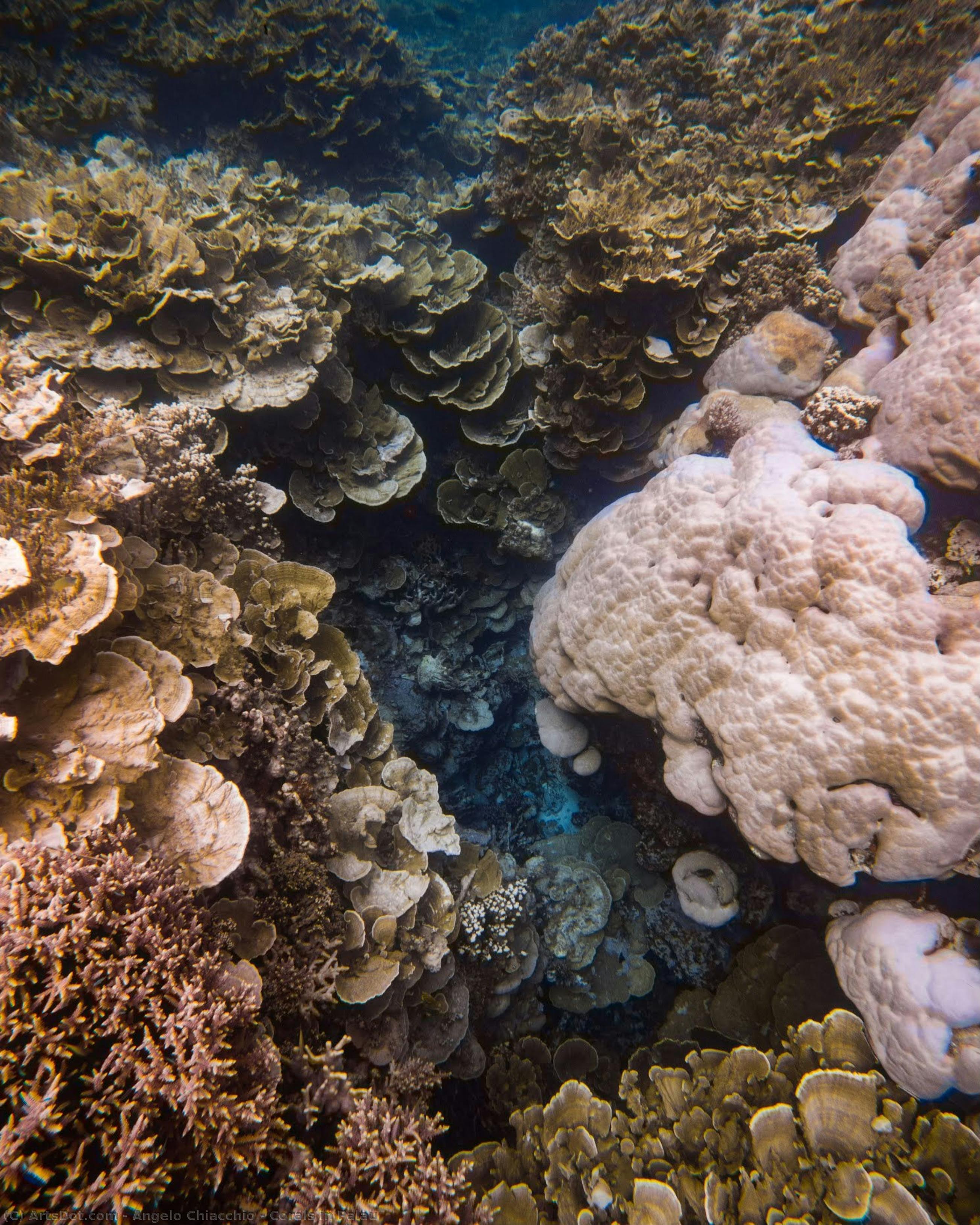 Corals In Palau — Angelo Chiacchio