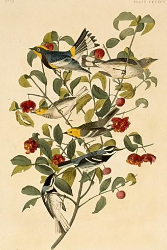 Several Species Of Dendroica. — John James Audubon