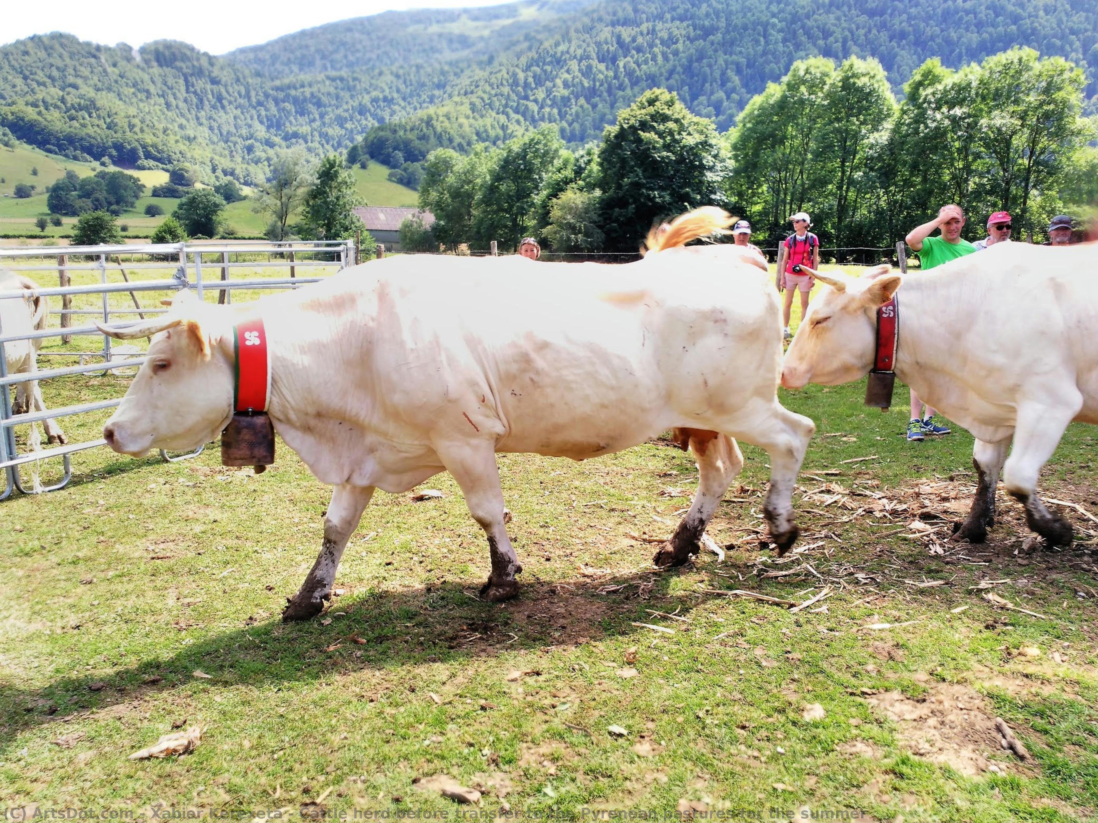 Cattle Herd Before Transfer To The Pyrenean Pastures For The Summer — Xabier Kerexeta