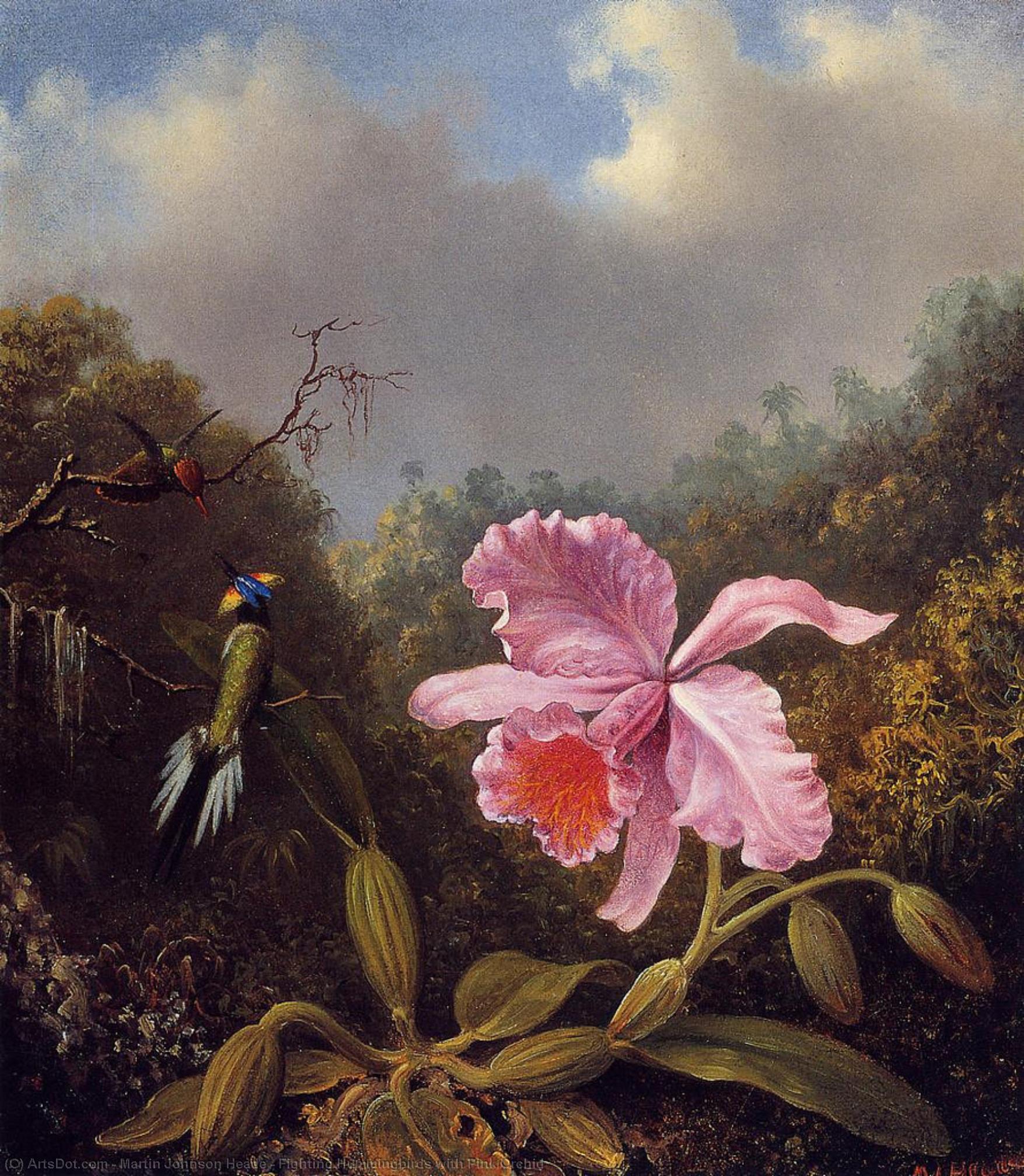 Fighting Hummingbirds With Pink Orchid — Martin Johnson Heade