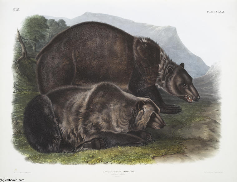 Ursus Ferox, Grizzly Bear. Males — John James Audubon