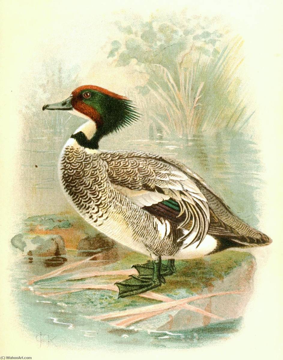 Untitled (aqtgmw) — John Gerrard Keulemans