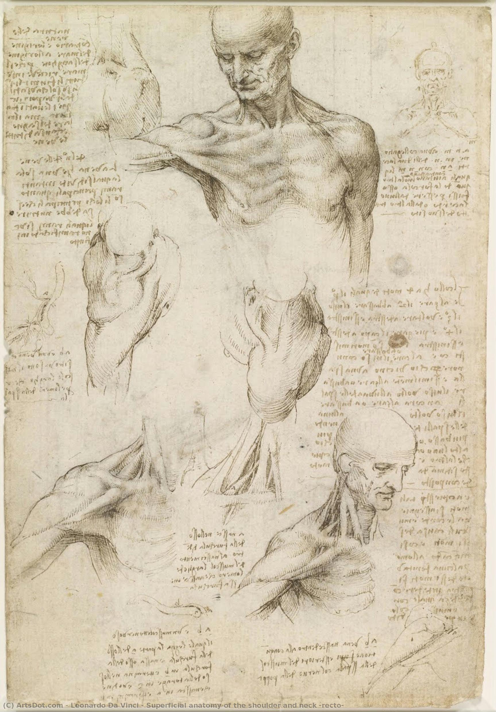 Überblick Über Anatomie Schulter Und Hals (rückseite) — Leonardo Da Vinci