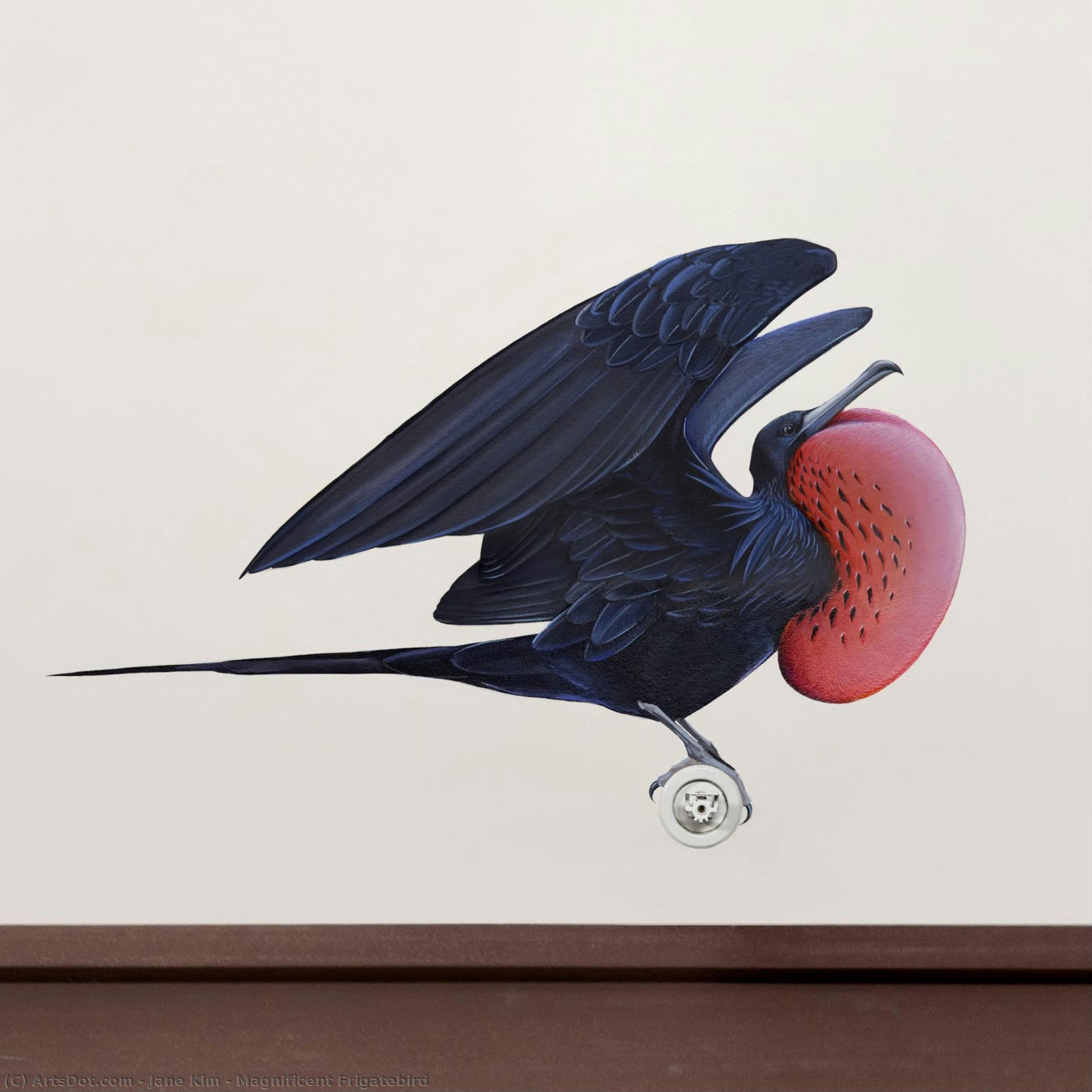 Magnificent Frigatebird — ジェーン・キム