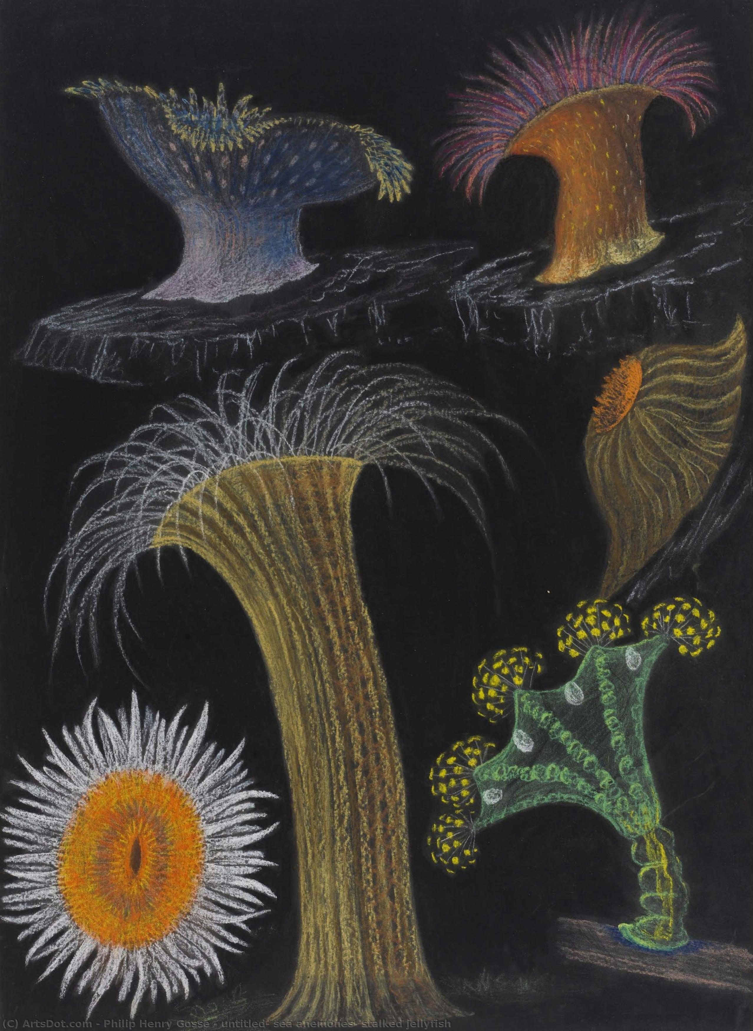 Untitled: Sea Anemones: Stalked Jellyfish — Philip Henry Gosse