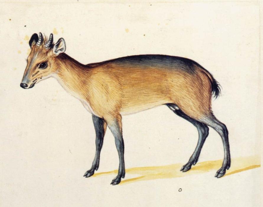 Red-flanked Duiker — Giuseppe Arcimboldo