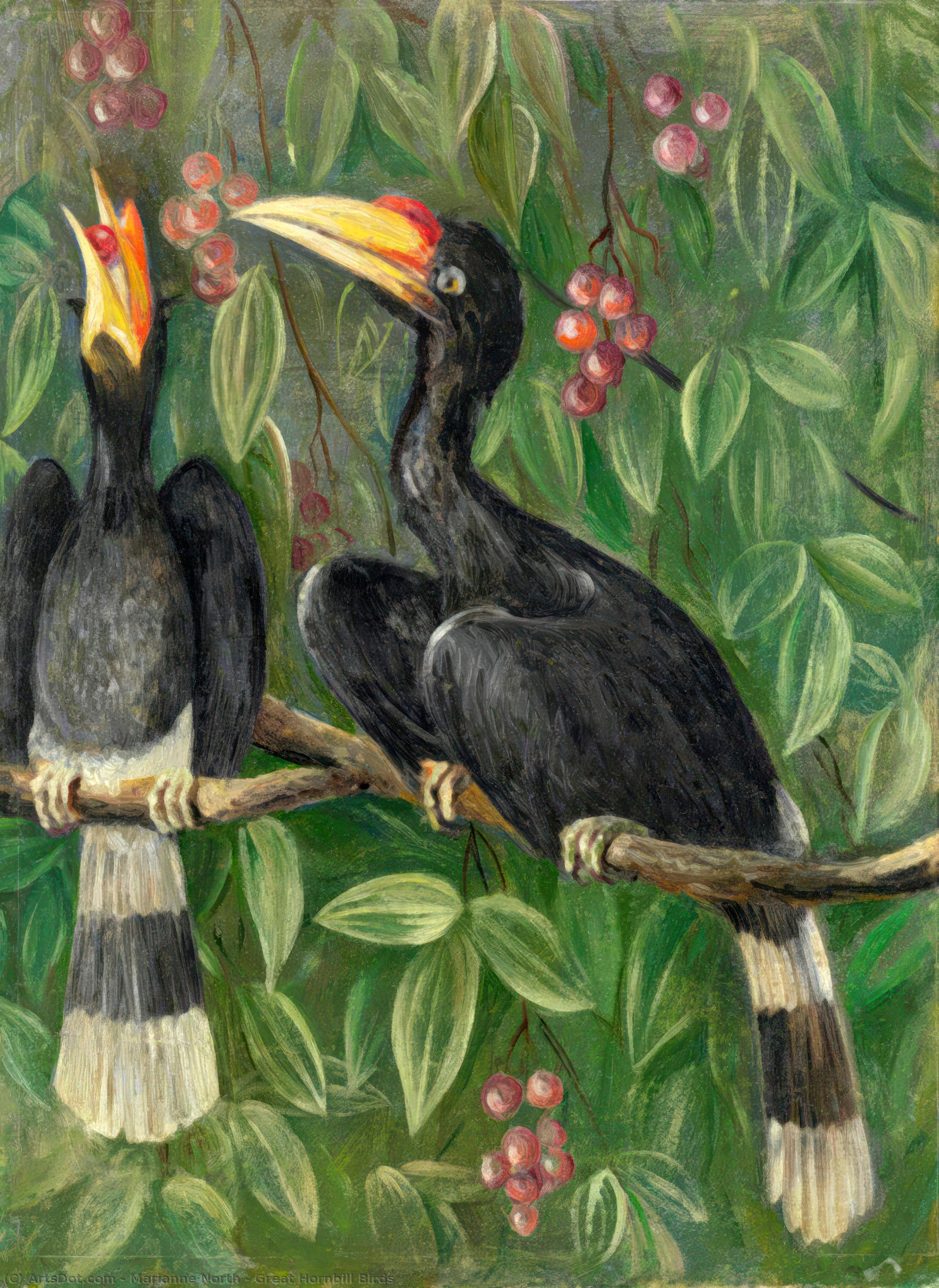 Great Hornbill Birds — Marianne North