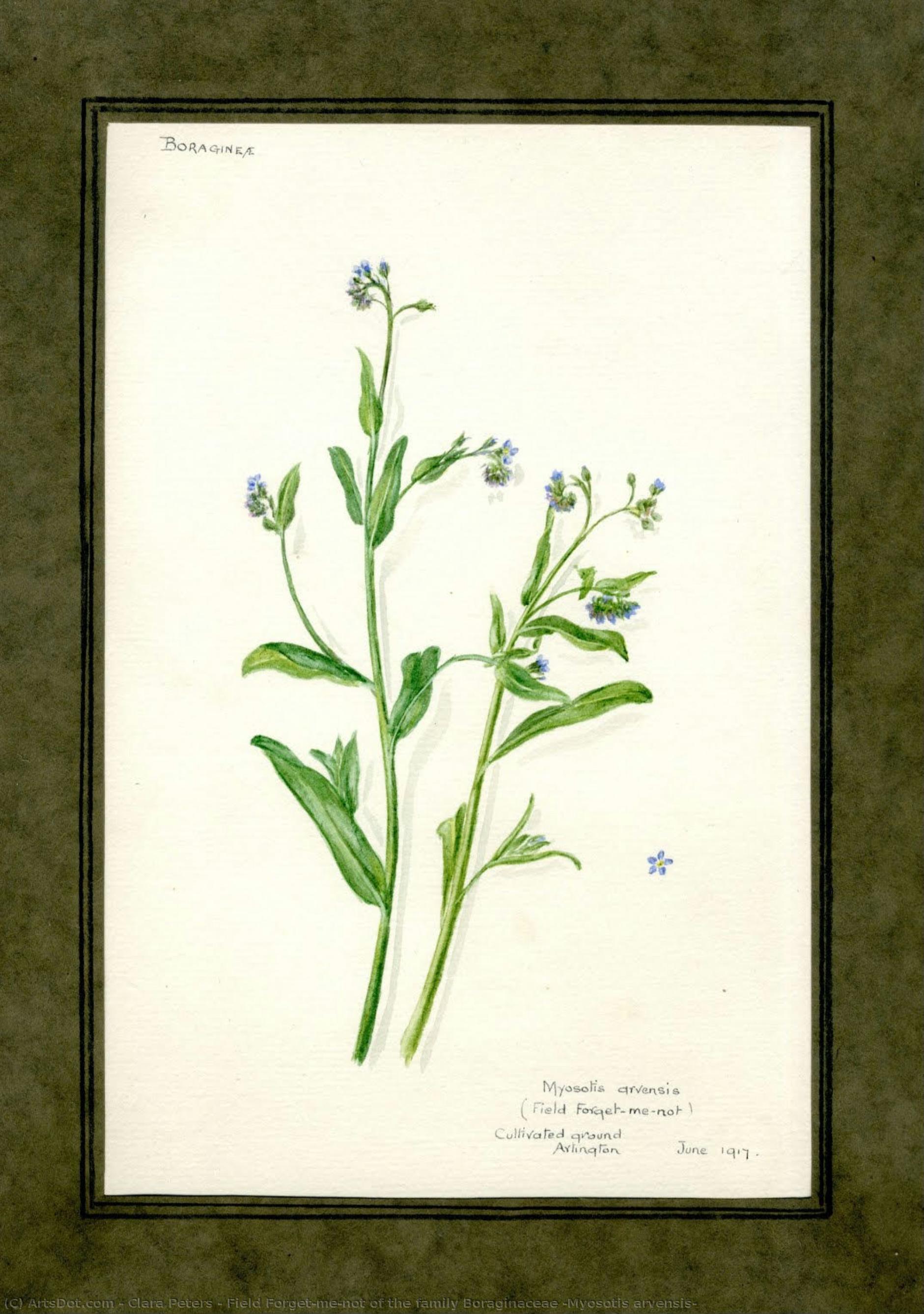 Field Forget-me-not Of The Family Boraginaceae (myosotis Arvensis) — Clara Peters