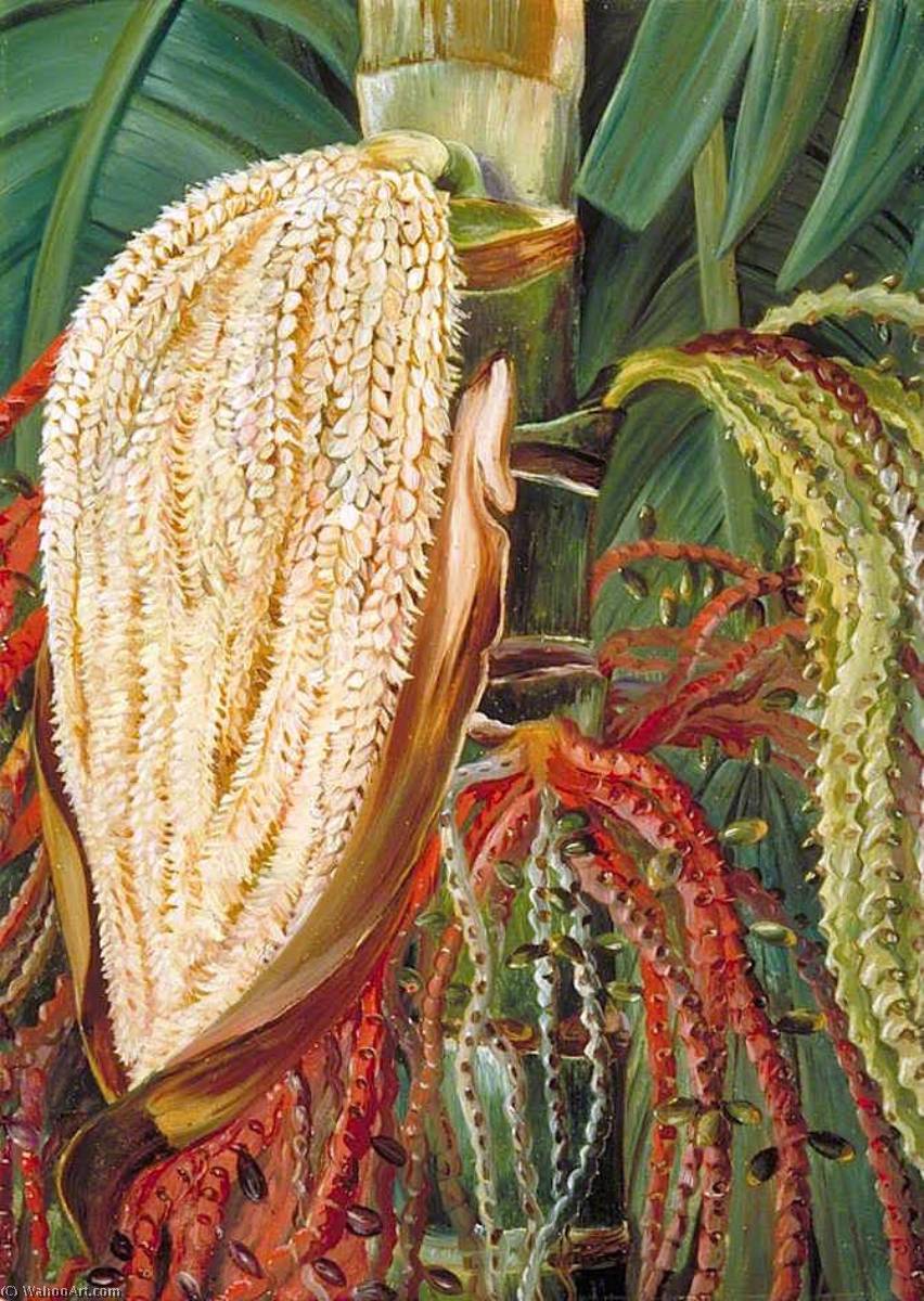 Flowers And Young Fruits Of The Pinanga Malaiana, Scheff — Marianne North