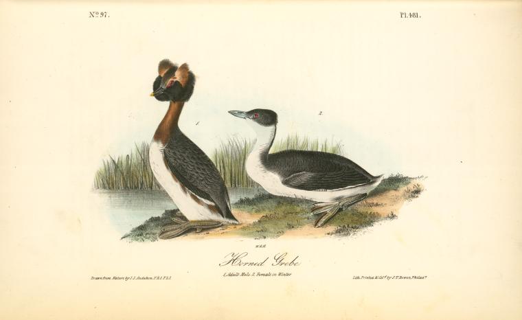 Horned Grebe. 1. Adult Male. 2. Female In Winter — John James Audubon