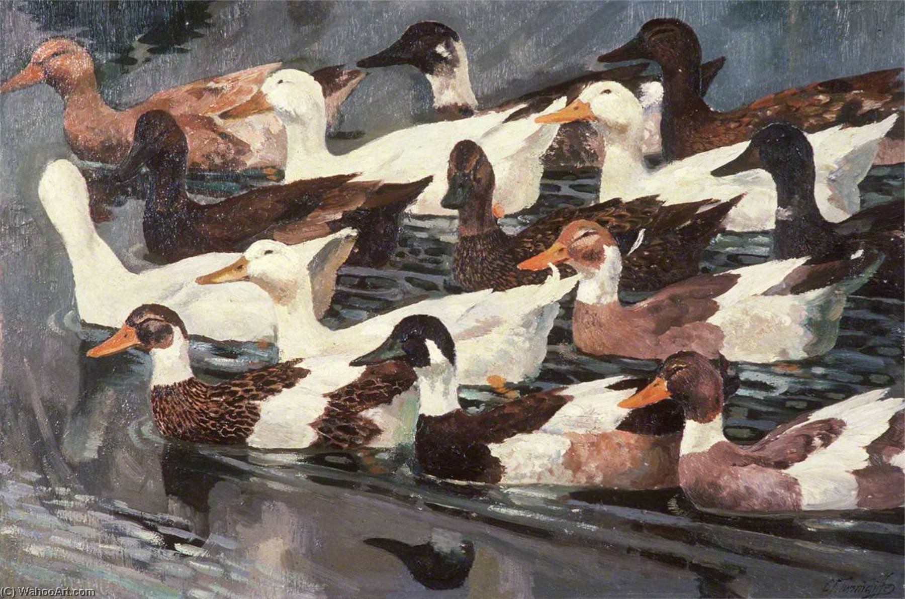Ducks (study) — Charles Frederick Tunnicliffe