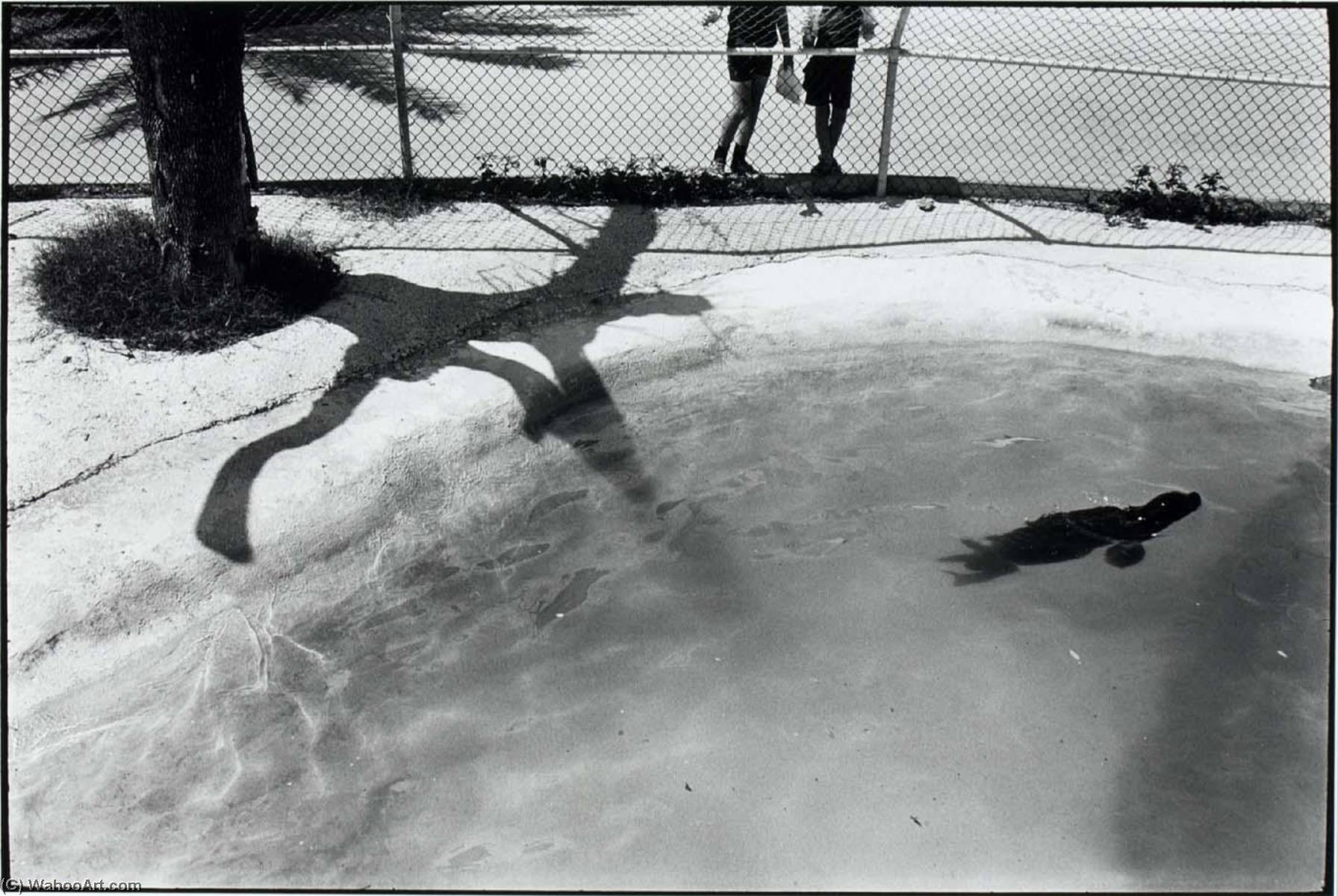 Untitled (seal In Pool) — Paul Hester