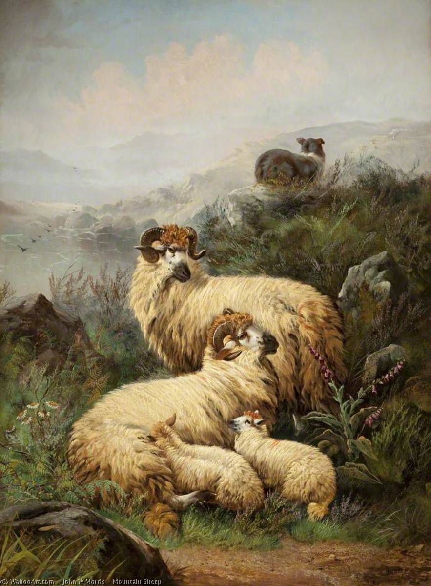 Mountain Sheep — John Morris