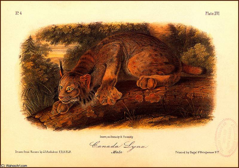 Canada Lynx — Джон Јејмс Одобон