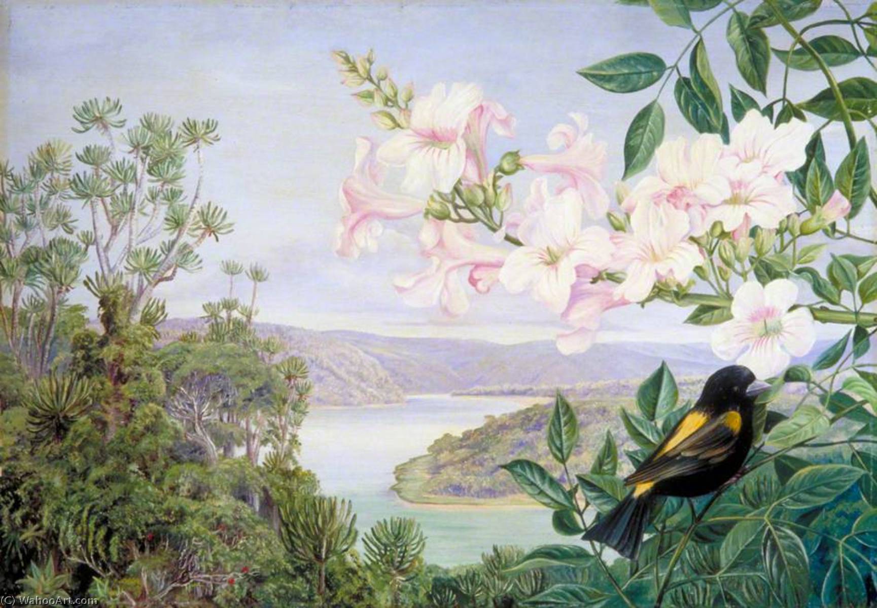 Blick Auf Den Kowie-fluss Mit Trompetenblüte Im Vordergrund — Marianne North