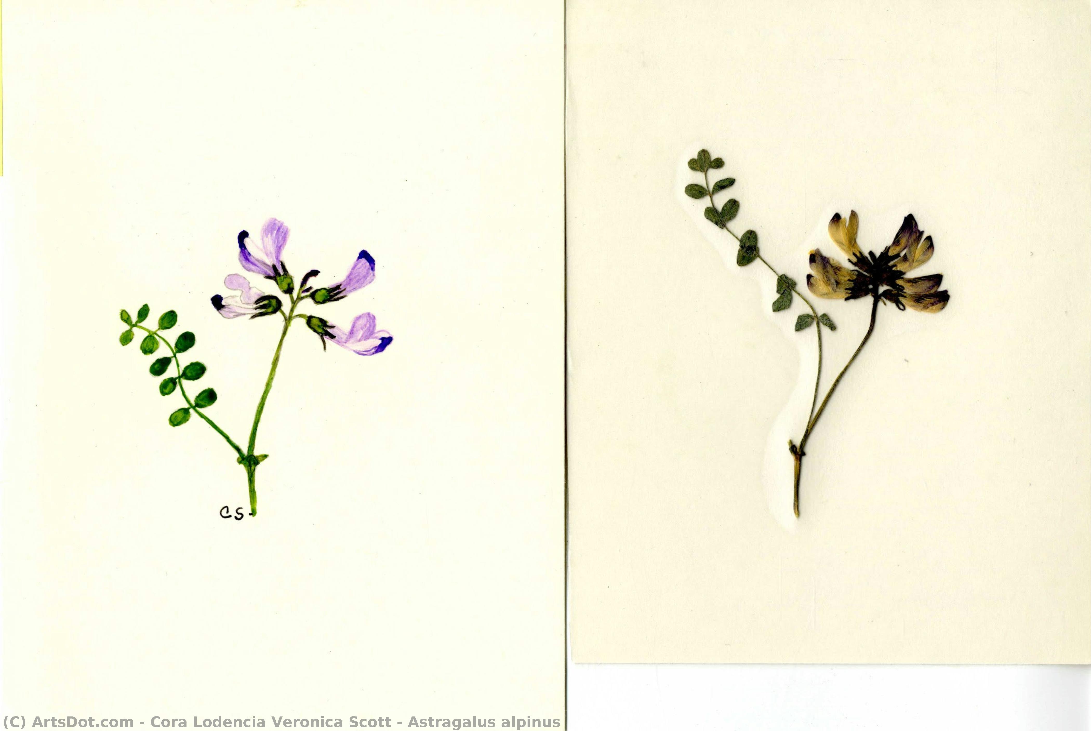 Astragalus Alpinus — Cora Lodencia Veronica Scott
