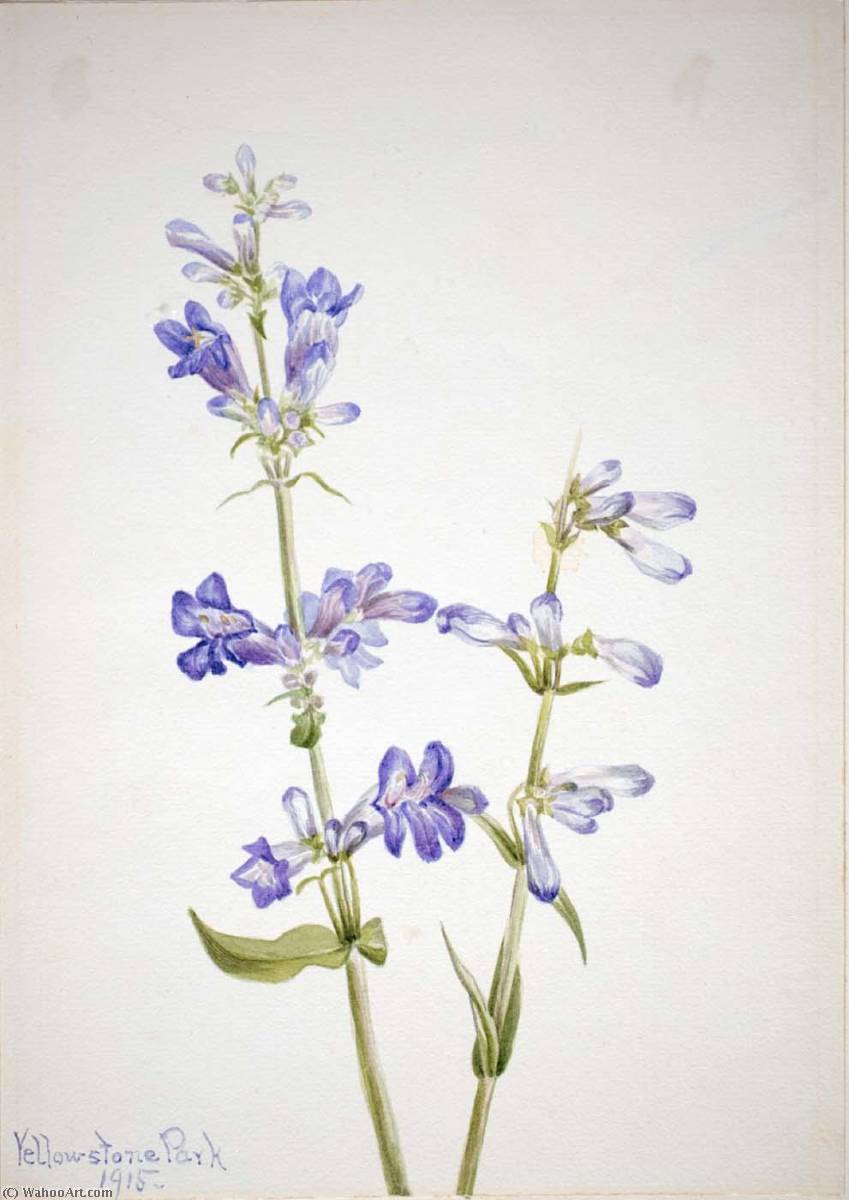 Blue Beard Tongue (pentstemon) — Mary Vaux Walcott