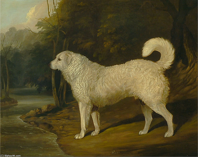 Portrait Of A Dog, Ross — David Of York Dalby