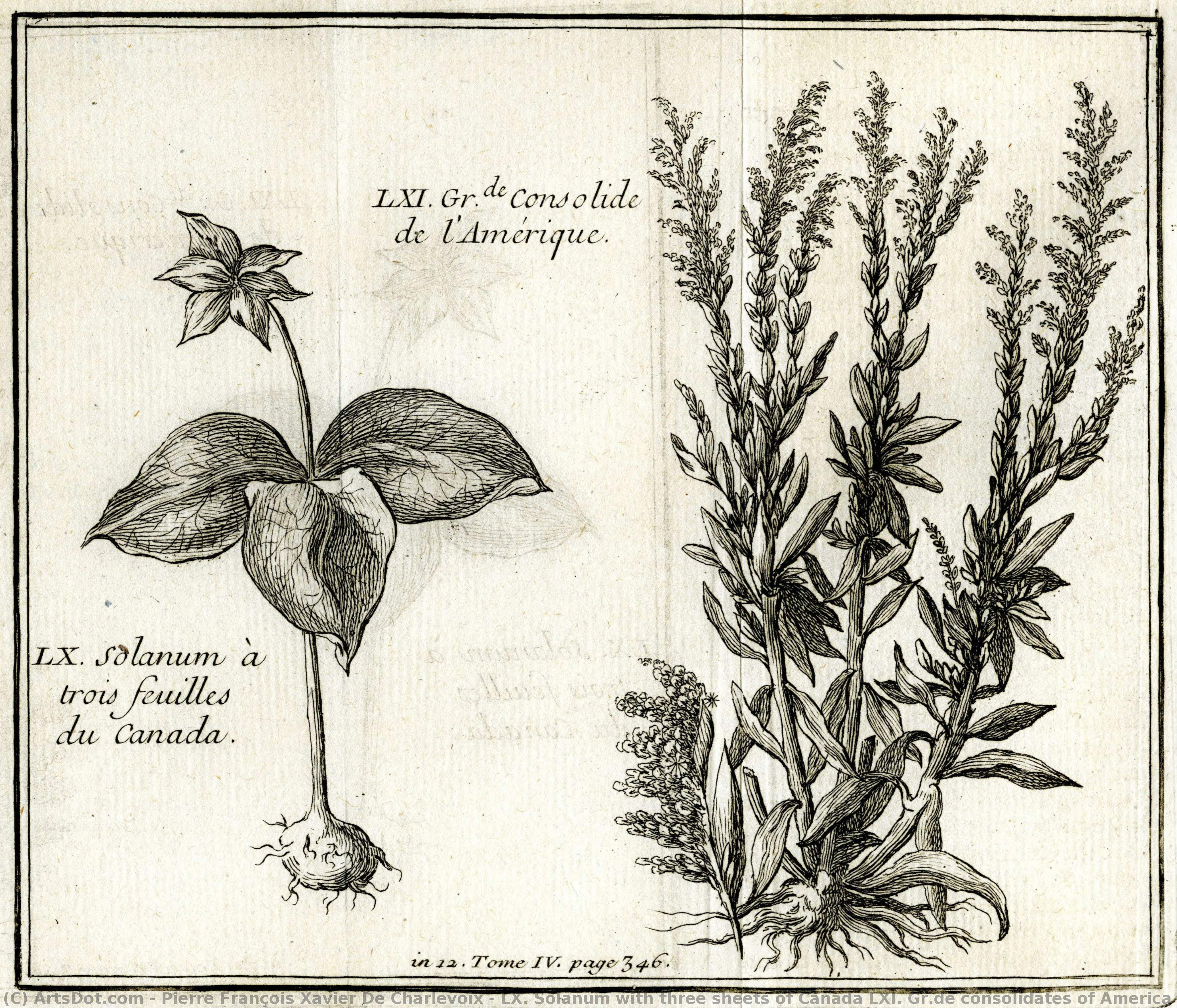 Lx. Solanum With Three Sheets Of Canada Lxi. Gr.de Consolidates Of America — Pierre François Xavier De Charlevoix