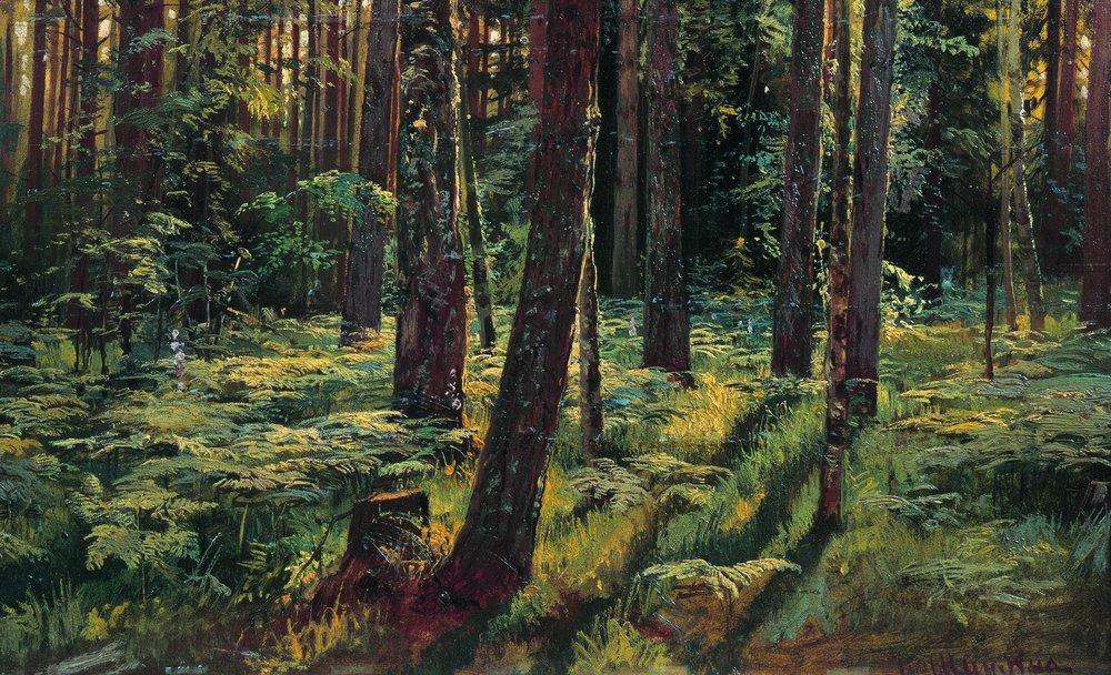 Ferns In The Forest. Siverskaya — Ivan Ivanovich Shishkin