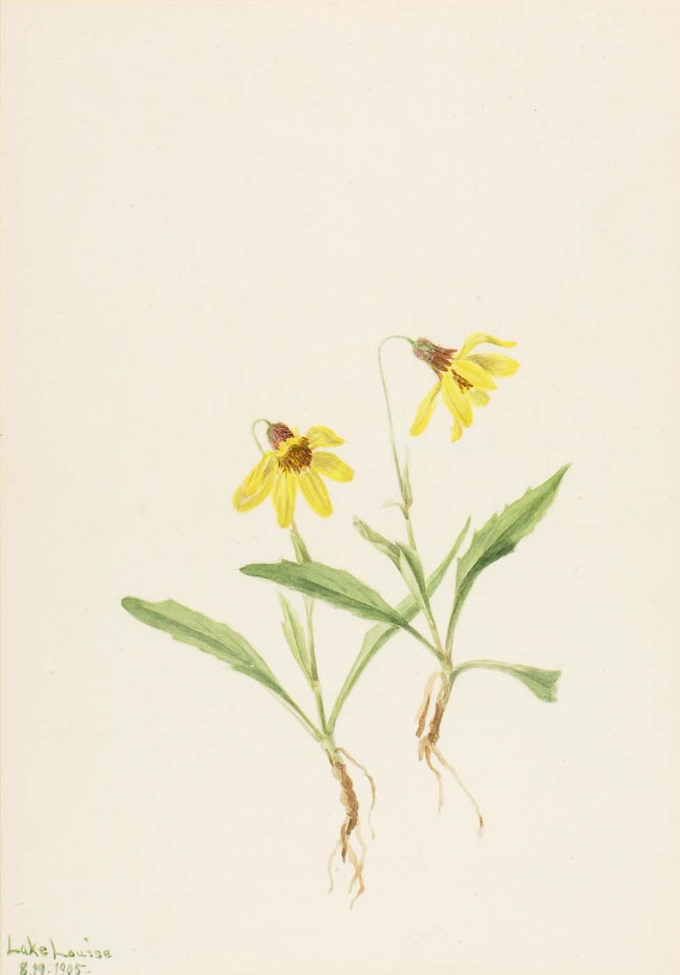 Lake Louise Arnica (arnica Louisiana) — Mary Vaux Walcott
