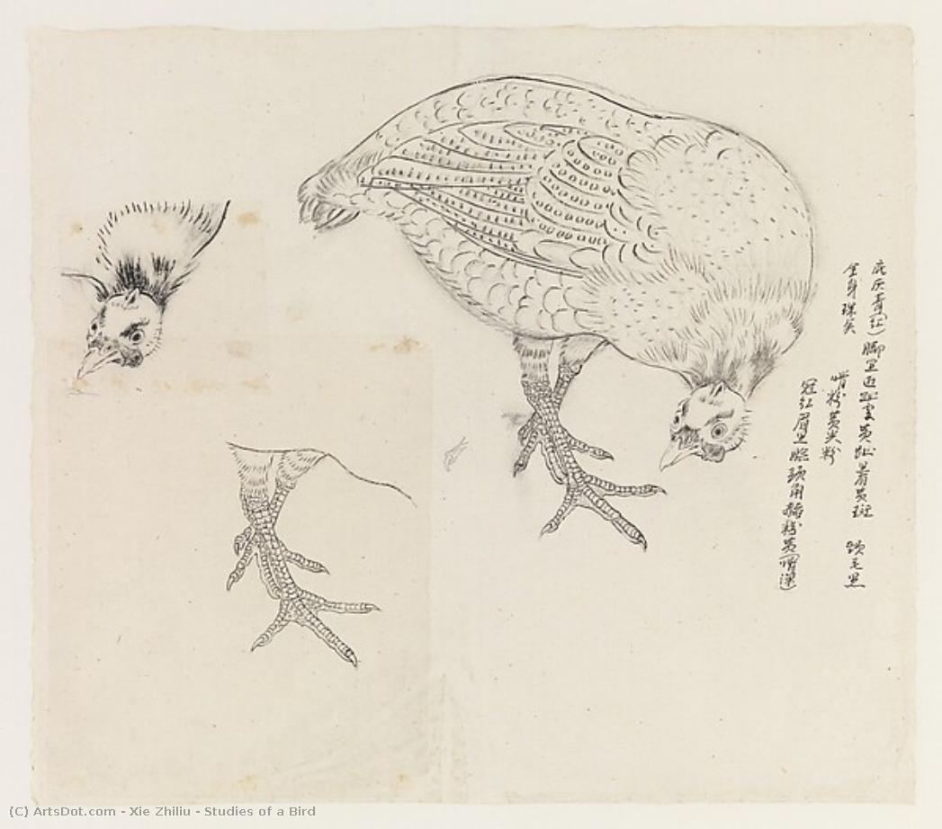 Studies Of A Bird — Xie Zhiliu