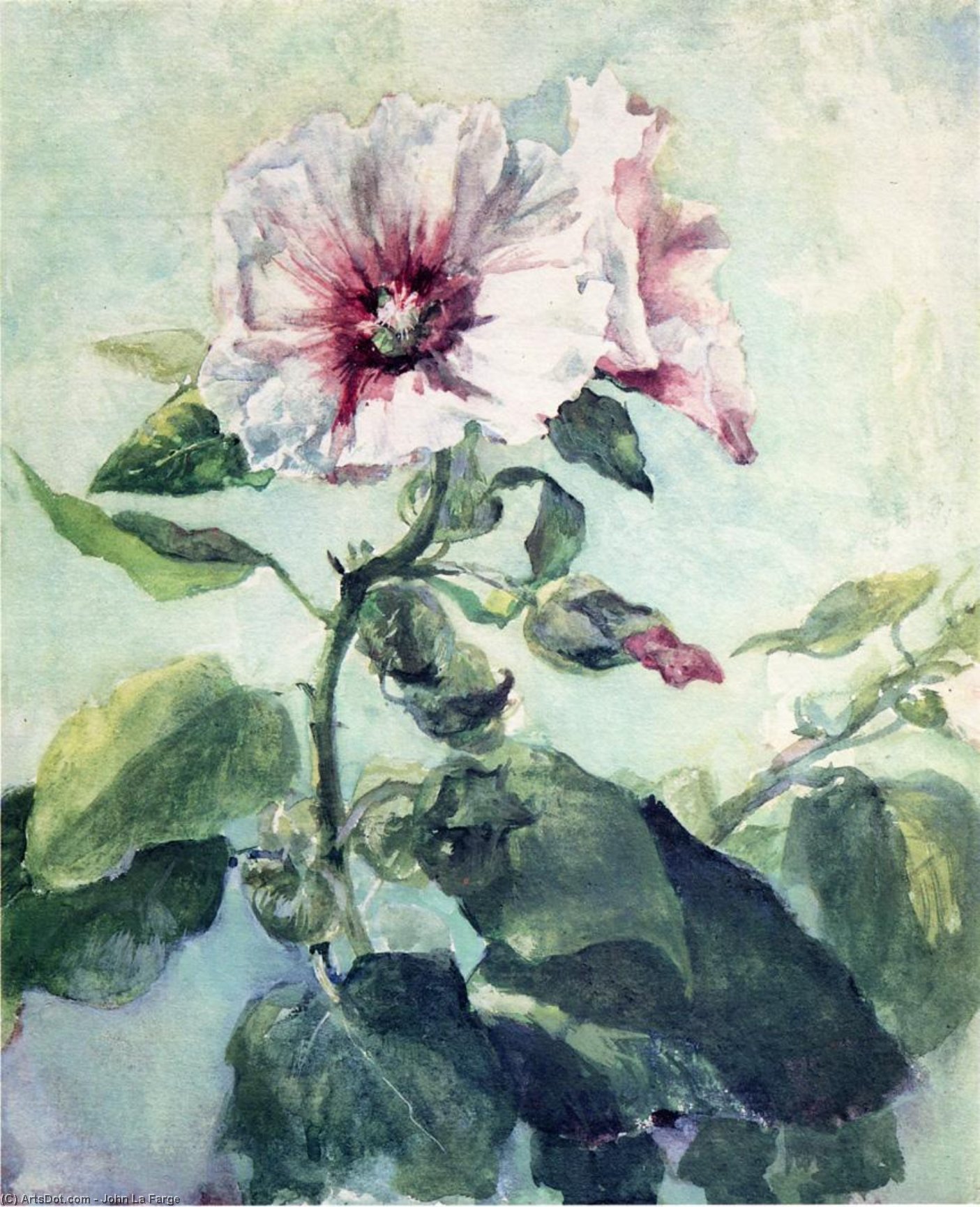 Study Of Pink Hollyhock In Sunlight, From Nature — John La Farge