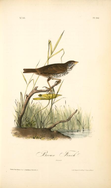 Brown Finch. Female — John James Audubon