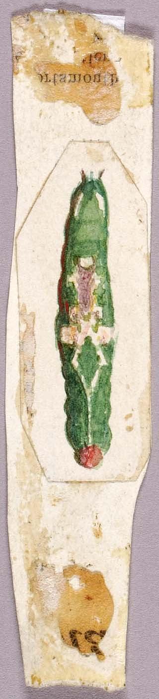 White Birch Leaf Edge Caterpillar, Study For Book Concealing Coloration In The Animal Kingdom — Abbott Handerson Thayer
