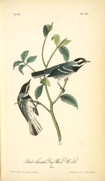 Black-throated Grey Wood-warbler. Males. — John James Audubon