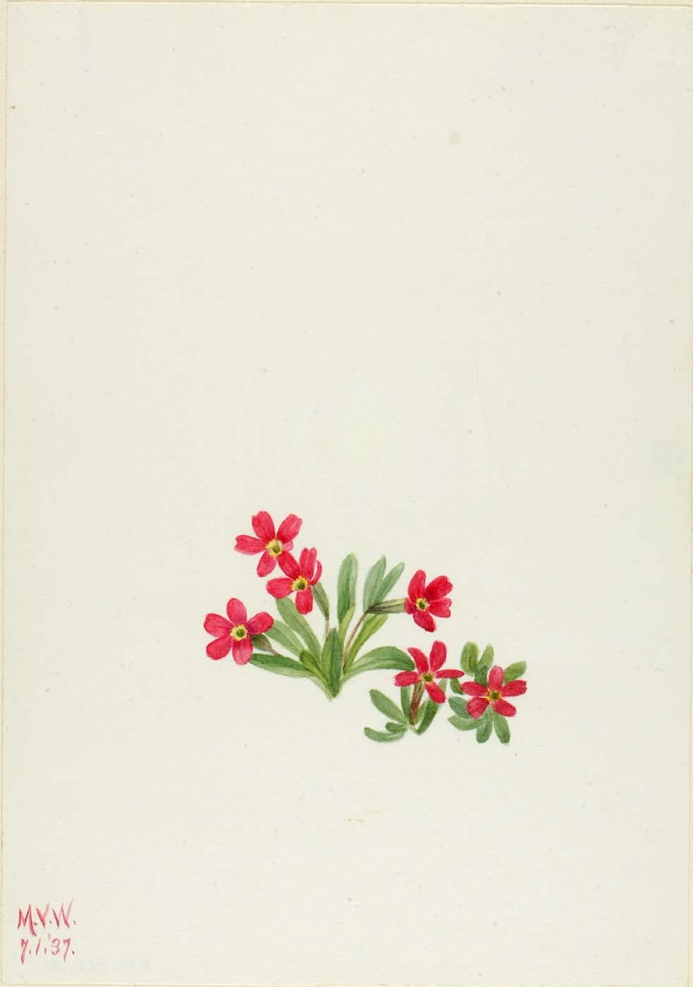 Primrose (primula Angustifolia) — Mary Vaux Walcott