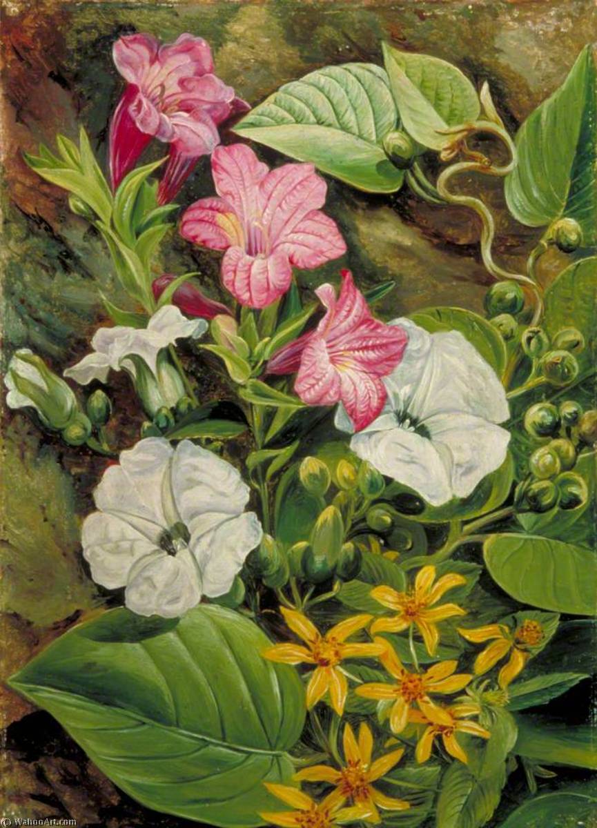 Algunas Flores Brasileñas — Marianne North