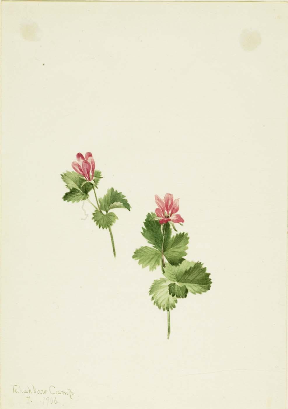 Rubus Articus — Мэри Вокс Уолкотт