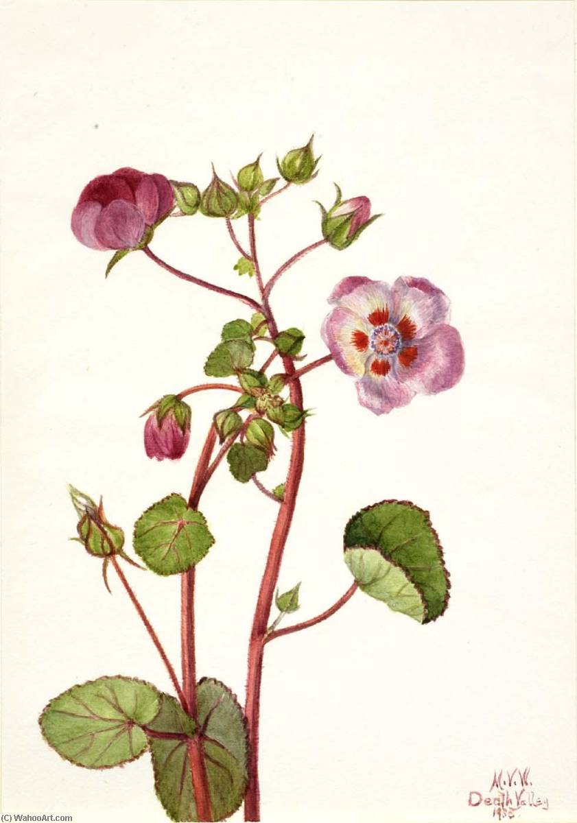 Eremalche Rotundifolia — Mary Vaux Walcott