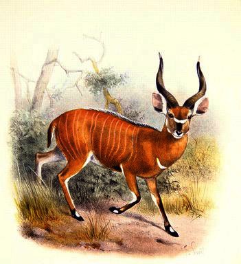The Broad Horned Antelope — Joseph Wolf
