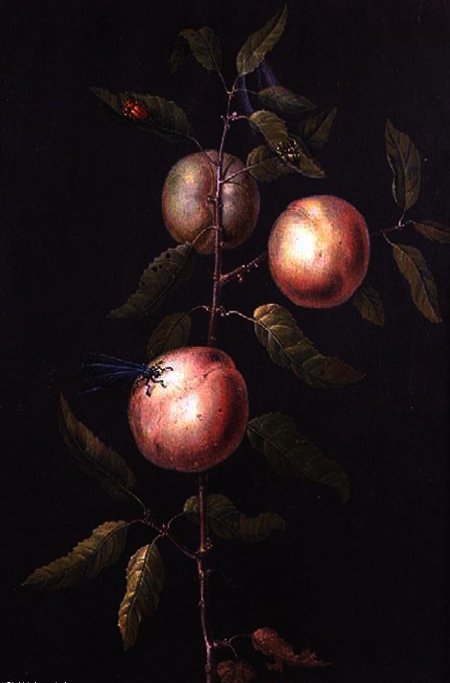 Branch Of A Pear Tree — Barbara Regina Dietzsch