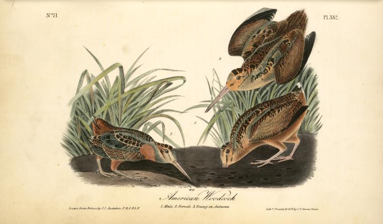 American Woodcock. 1. Male. 2. Female.3. Young In Autumn — John James Audubon