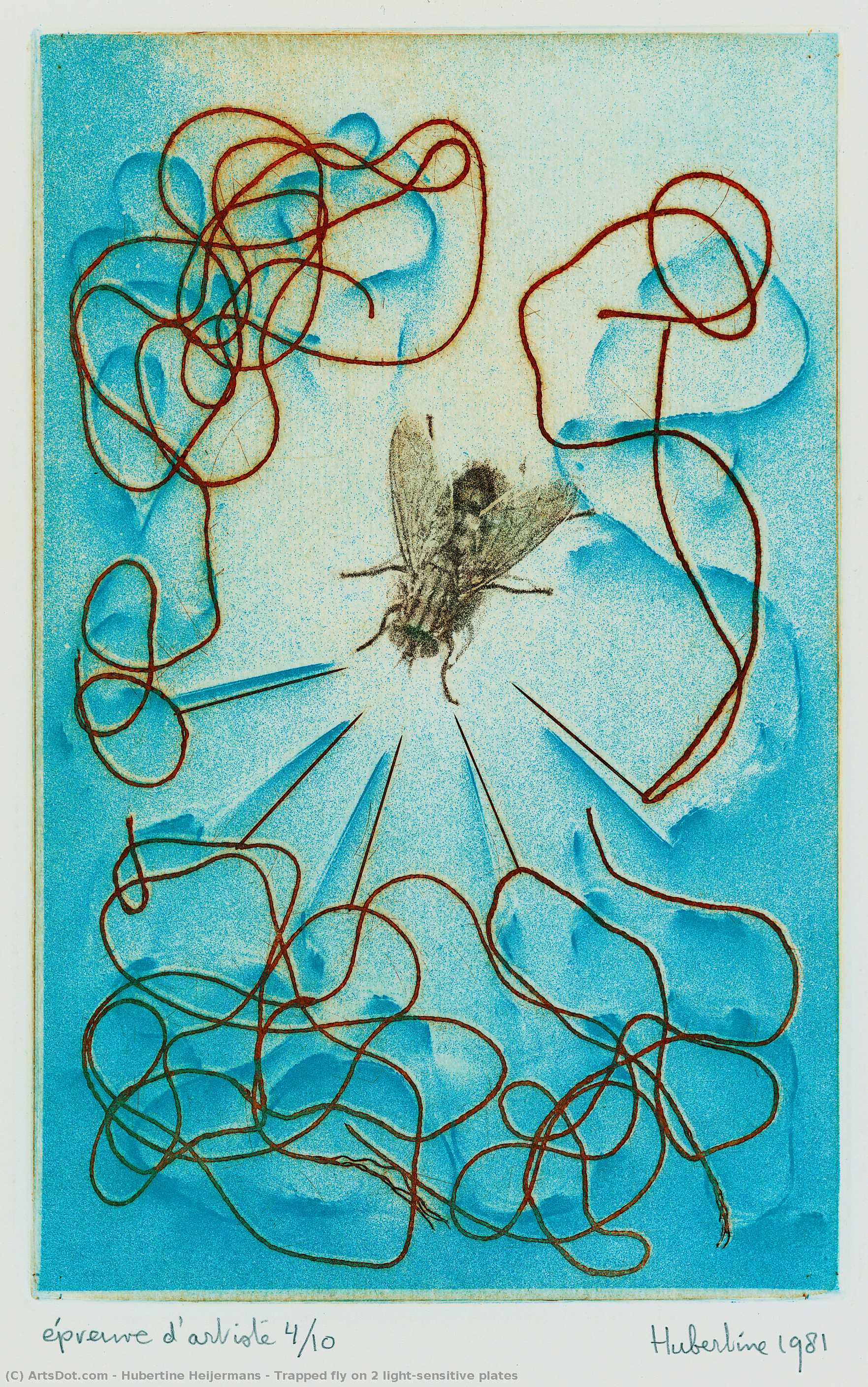 Trapped Fly On 2 Light-sensitive Plates — Hubertine Heijermans