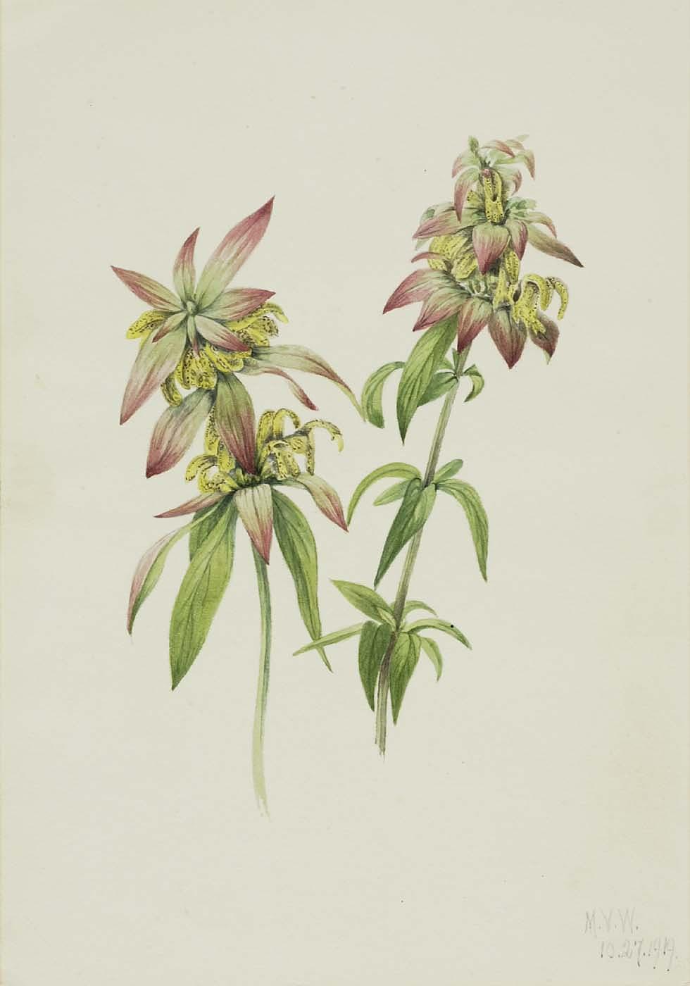 Spotted Bee Balm (monarda Punctata) — Mary Morris Vaux Walcott