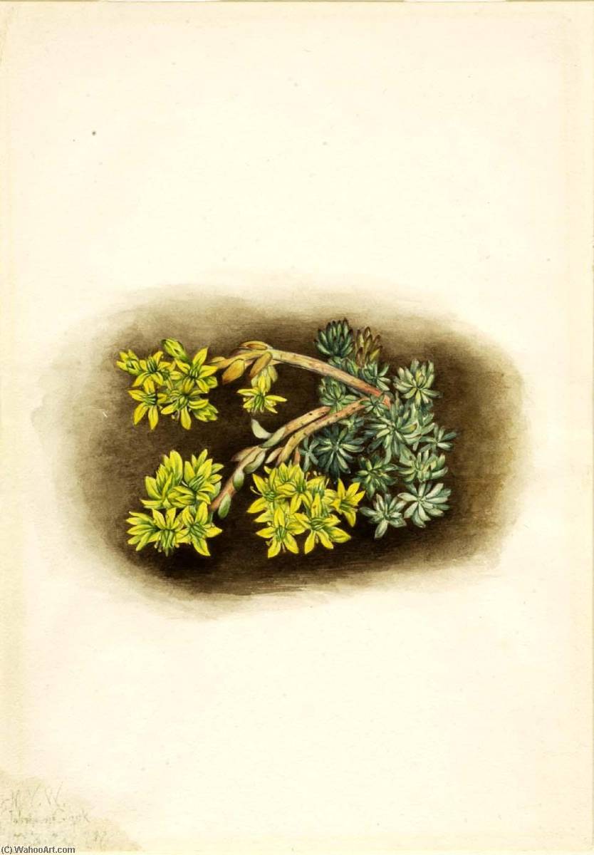 Yellow Stonecrop (sedum Stenopetalum) — Mary Vaux Walcott