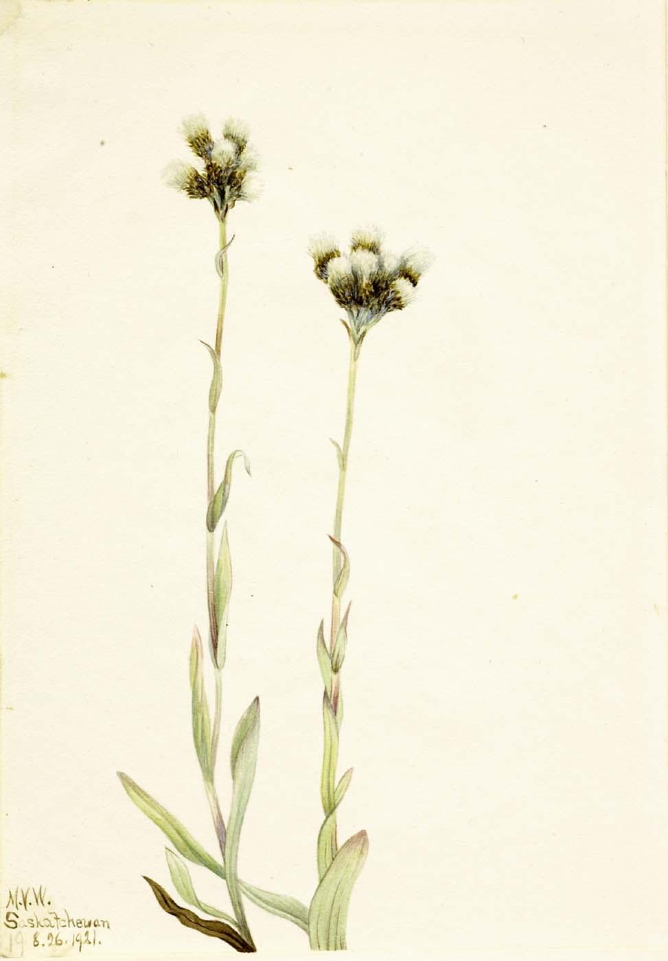 Gray Pussytoes (antennaria Howellii) — Mary Vaux Walcott