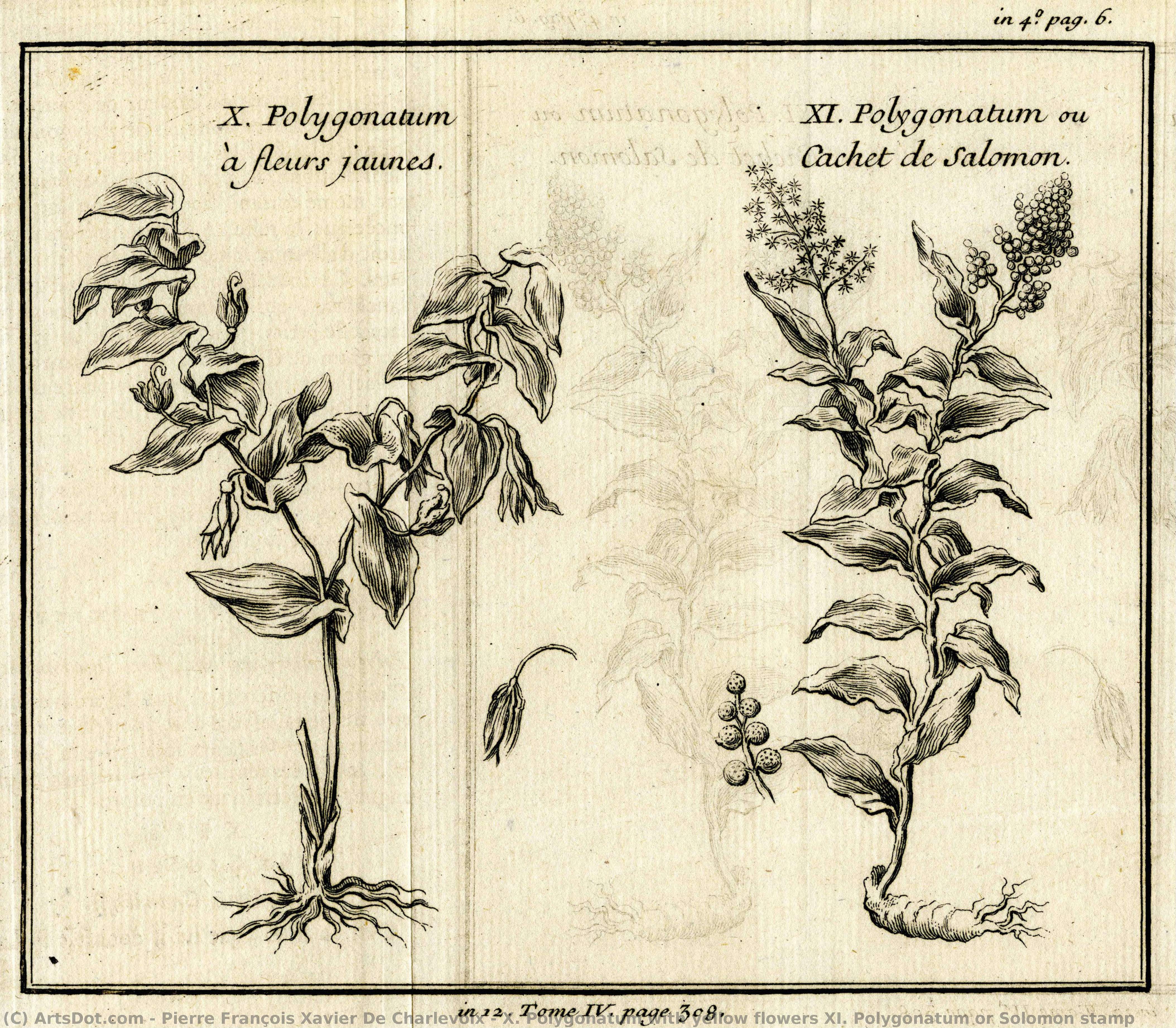 X. Polygonatum With Yellow Flowers Xi. Polygonatum Or Solomon Stamp — Pierre François Xavier De Charlevoix