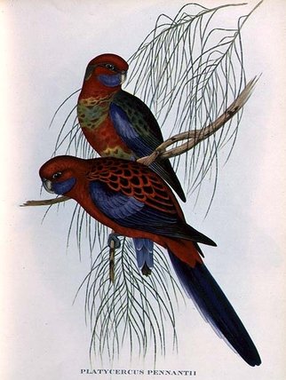 Platycercus Pennantii — John Gould