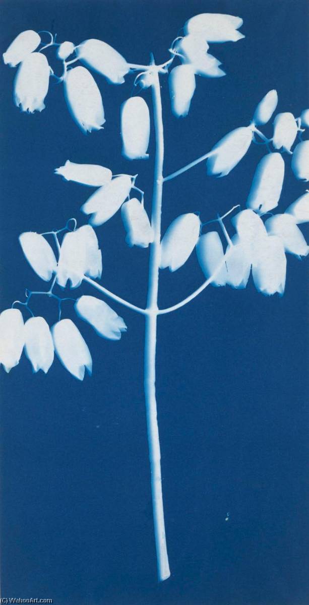 Blossom Of The Chandelier Plant — Bertha Evelyn Jaques