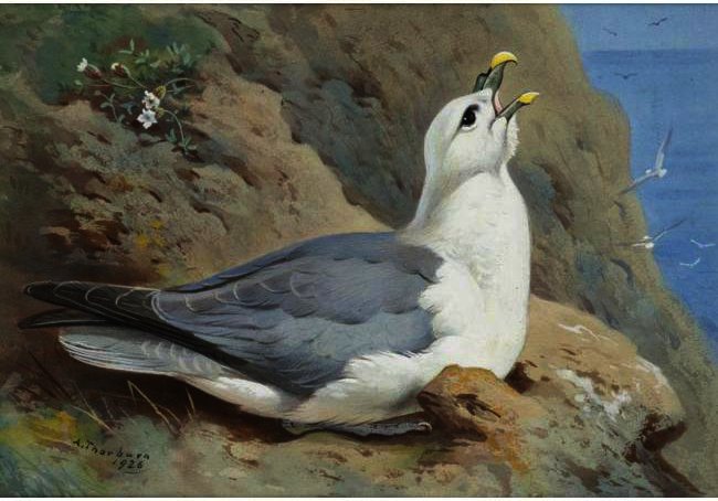 A Fulmar Petrel — Archibald Thorburn