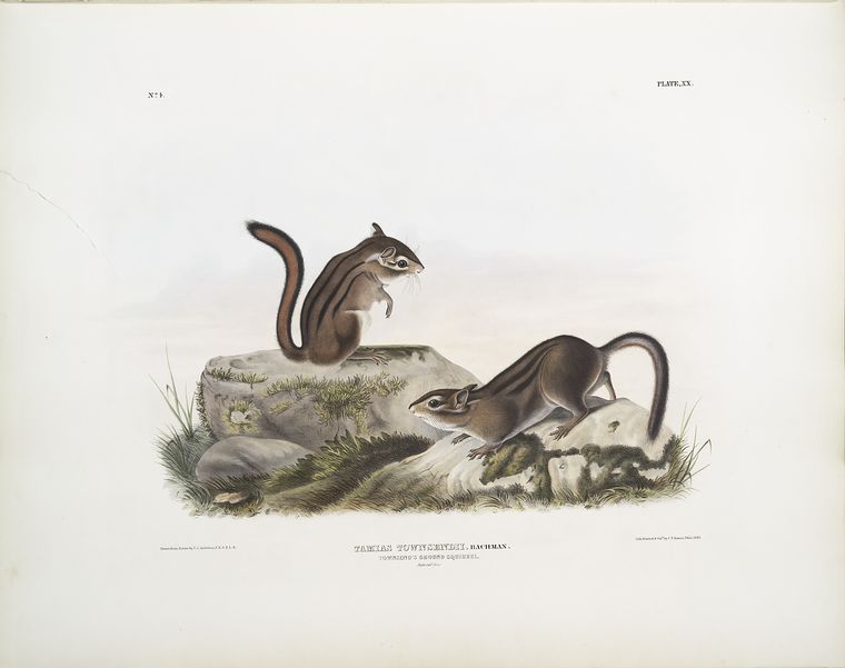 Tamias Townsendii, Townsend's Ground Squirrel — John James Audubon