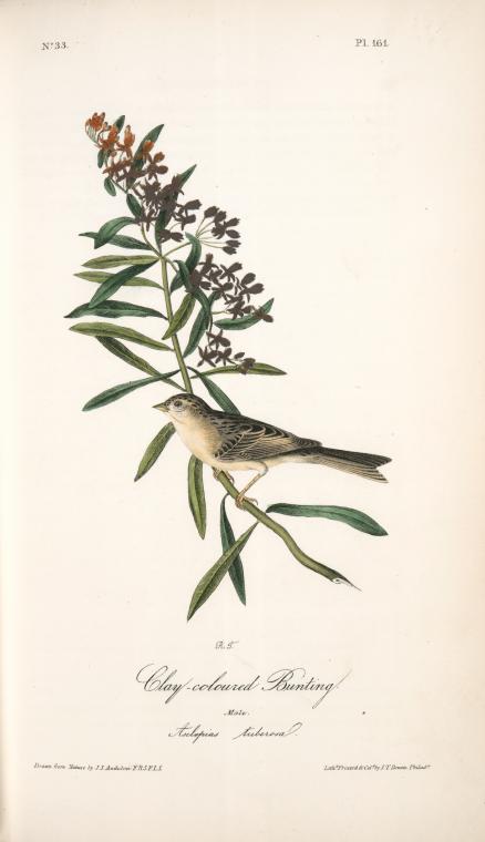 Clay-coloured Bunting. Male. (asclepias Tuberosa.) — John James Audubon