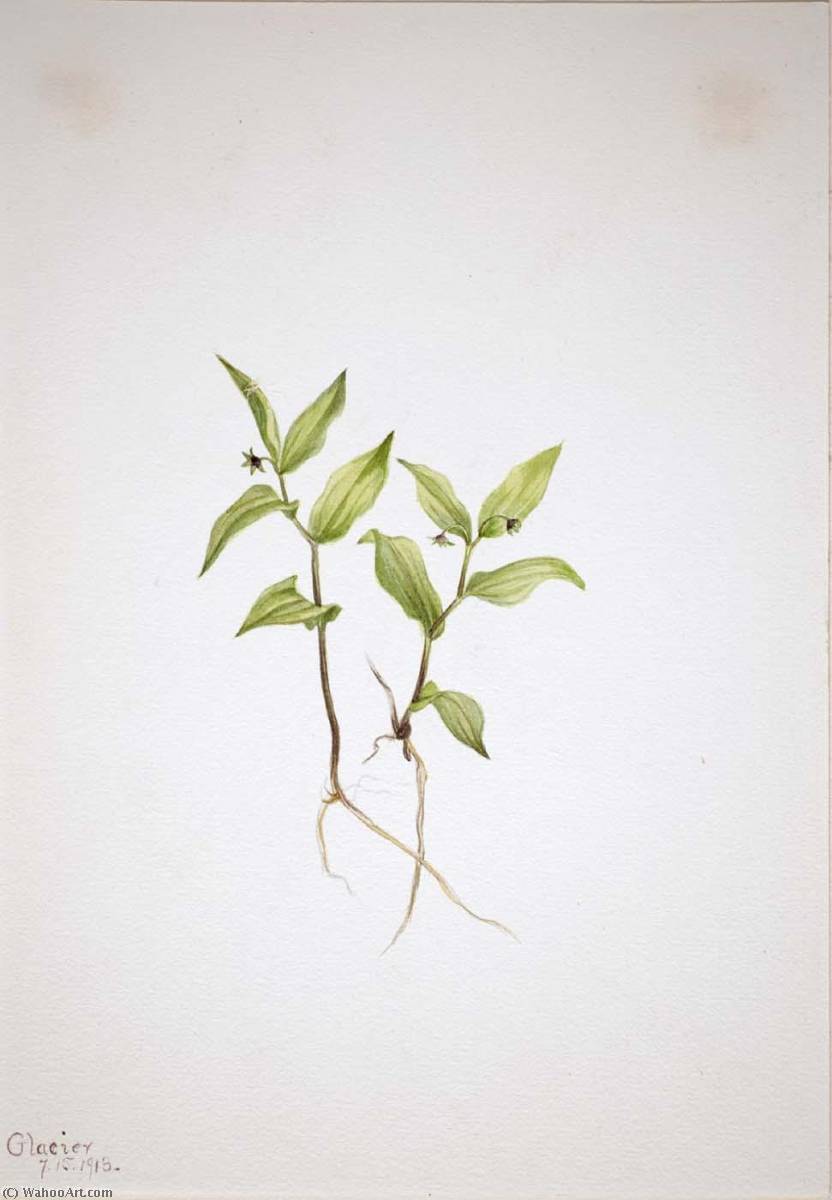 Kruhsea (kruhsea Streptopoides) — Mary Vaux Walcott